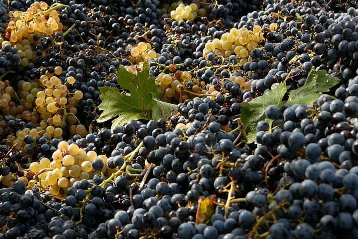 Organic Winery tour with Full Lunch from Assisi