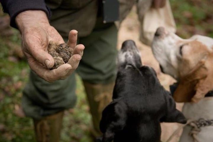 Dogs & Truffles
