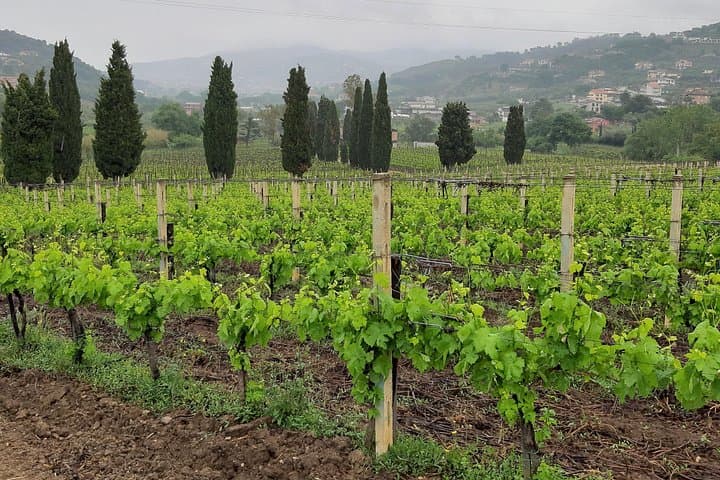 From Naples Paestum Temples Mozzarella Farm Wine Tasting, lunch