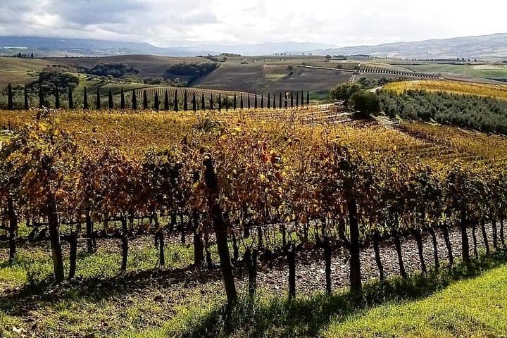 Brunello Wine Tour and Val D'Orcia Landscape