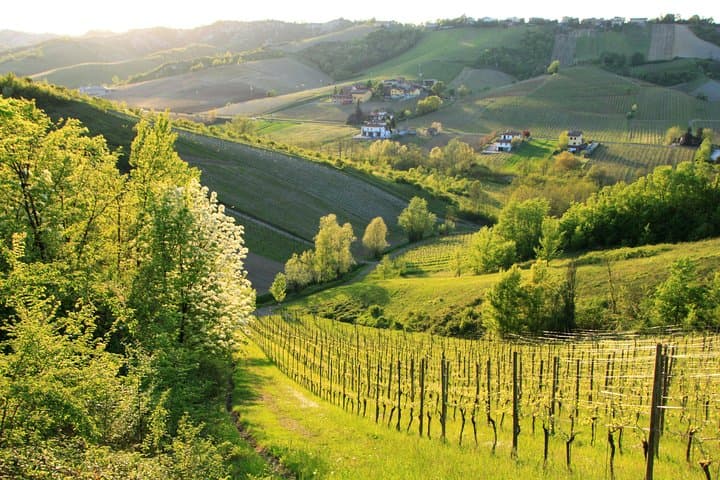 Wine experience Bologna hills