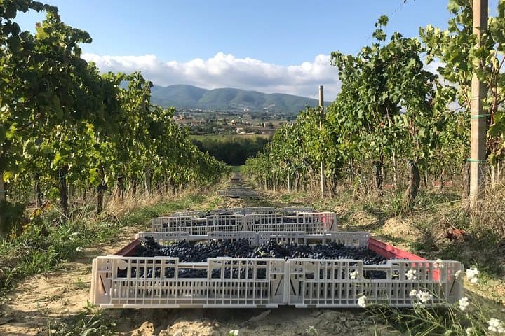 Private Wine Tour with a Sommelier from Assisi - dinner included in Montefalco