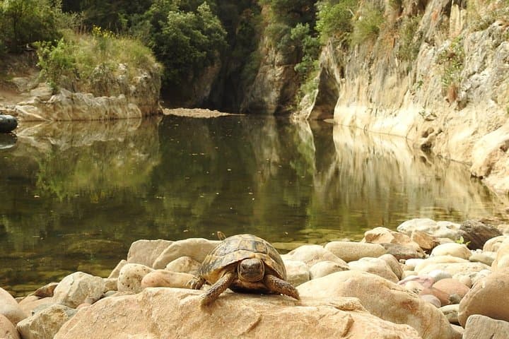 turtle