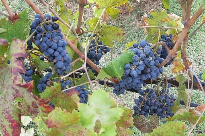 Chianti Grapes - (Original photo of our Tours)