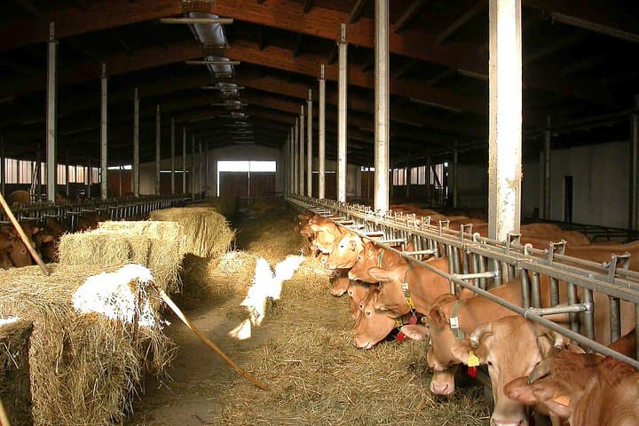 From Parma: Parmigiano Reggiano Farm Tour & Tasting with Transfer