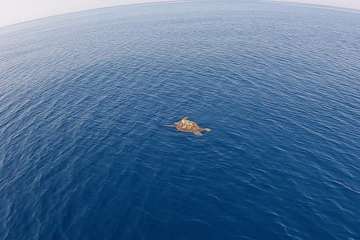 Catamaran excursions in the Asinara island National park