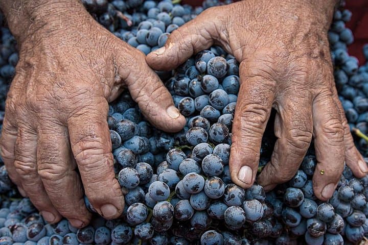 Montalcino: Brunello Wine Tasting Experience