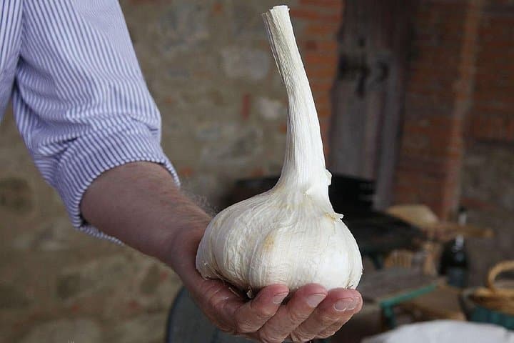 Giant Garlic of Valdichiana