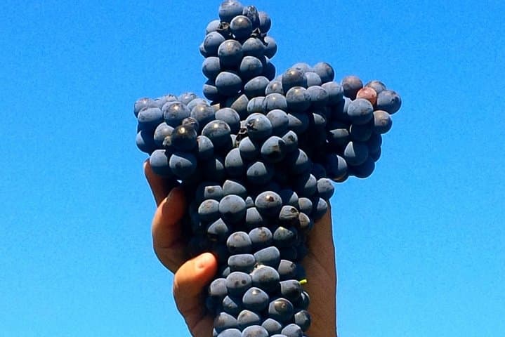 A bunch of Sangiovese variety that contributes to the DOCG
