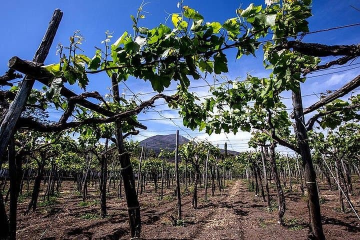 Visit the Vineyards