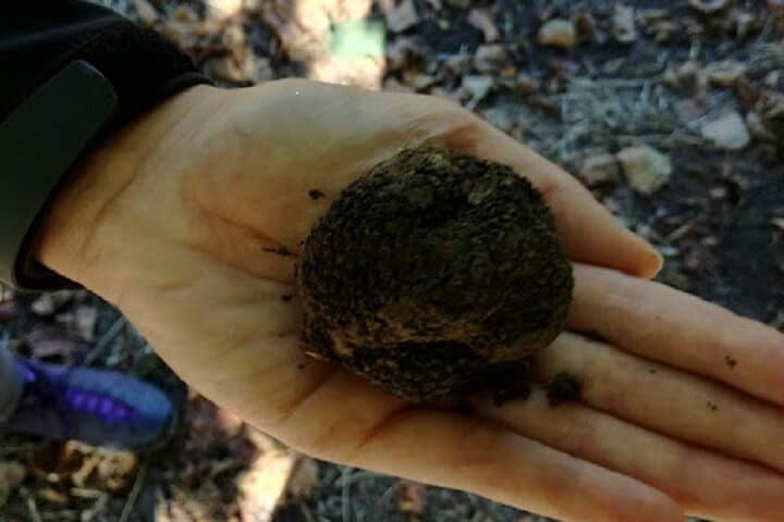 Black winter truffle
