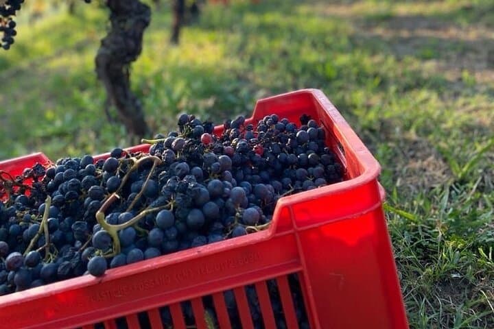 Private Barolo / Barbaresco - Piedmont Wine Tours and Tastings