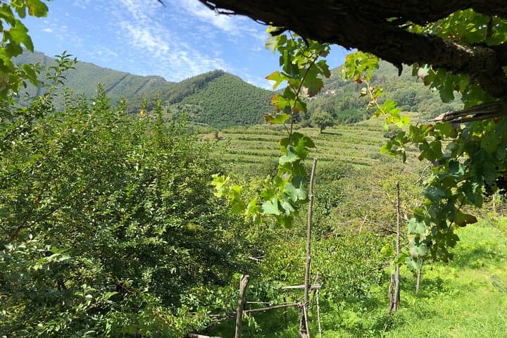 Amalfi coast private tour with Amalfi Ravello and Wine Tour from Positano