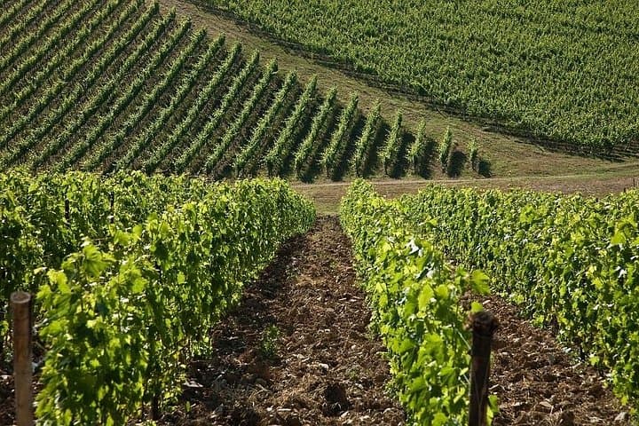 Organic Wine Tour&Tasting overlooking Chianti Classico Vineyards