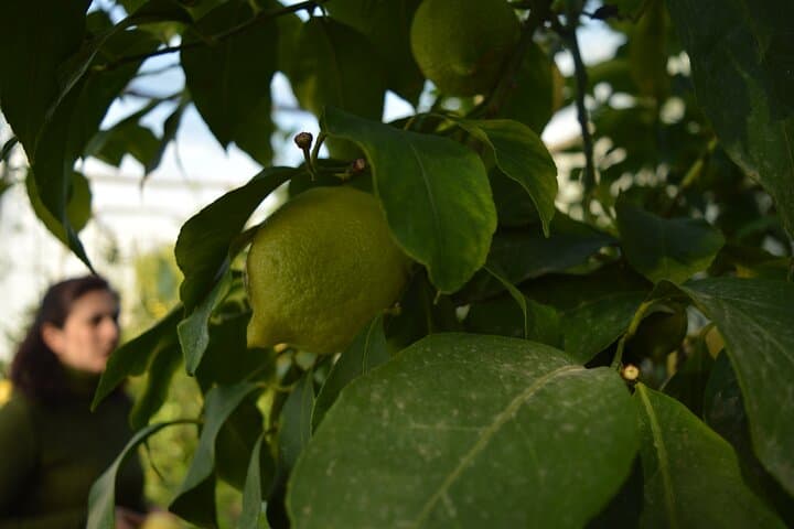 Discovery Tour of Sorrento Lemon in Massa Lubrense
