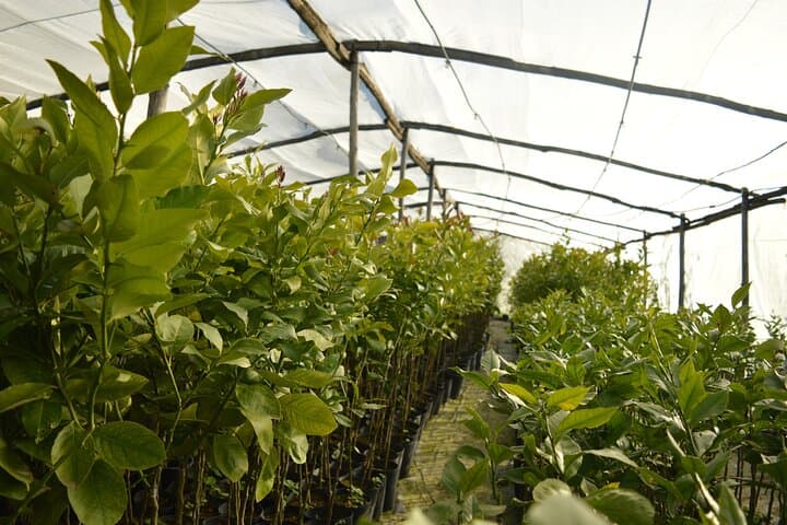 Discovery Tour of Sorrento Lemon in Massa Lubrense