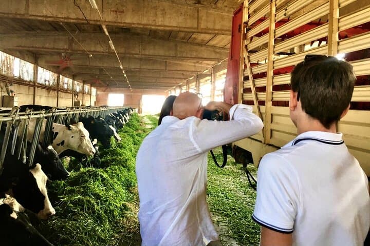 Visiting a Parmigiano Reggiano Cheese Dairy Farm | Artemilia Guided Tours | Half Day Private Emilia Foodie Experience