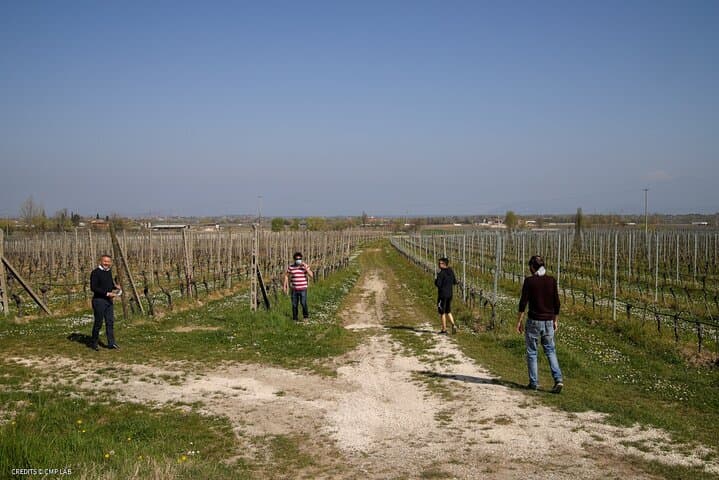 Vineyard Tour and Tasting of Lugana Wines