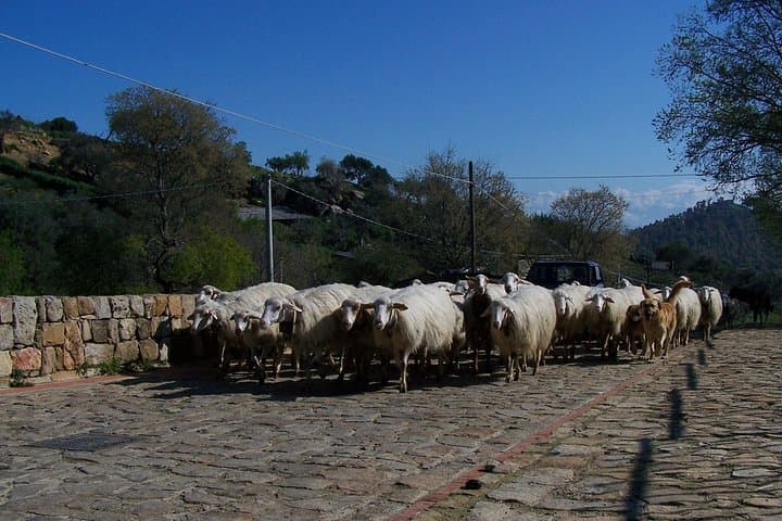 Sheeps