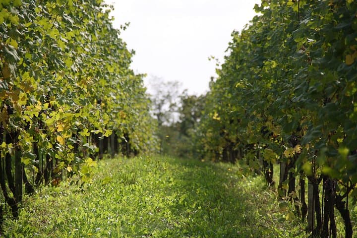 Visit and tasting of 3 D.O.C.wines Fontechiara