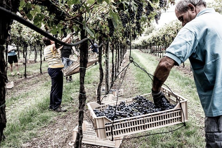 Vineyard Tour with Light Lunch in Valpolicella