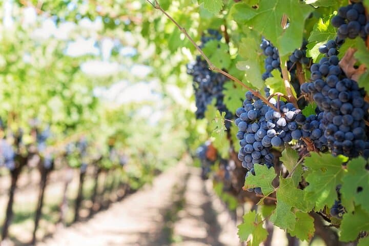 Guided tour through the vineyards with local wine tasting