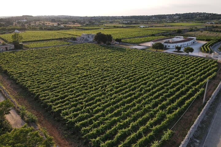Guided tour through the vineyards with local wine tasting