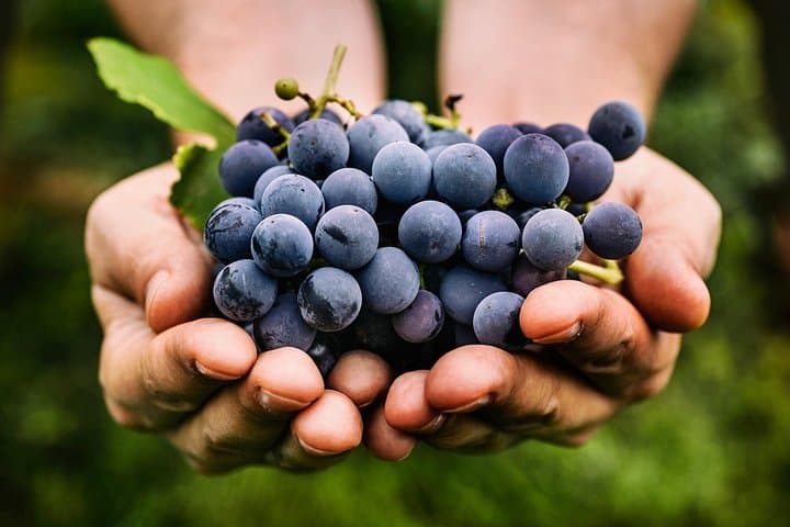 Grape Stomping and Wine Tasting in Tuscany