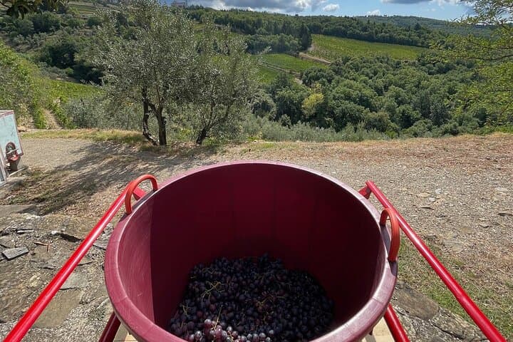 Grape Stomping and Wine Tasting in Tuscany