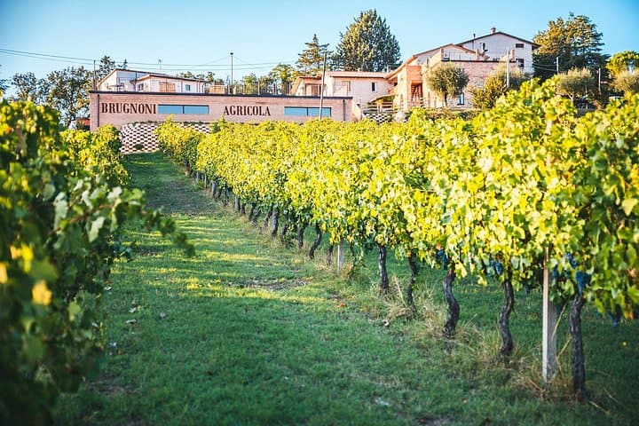 Private visit to the Brugnoni winery with tasting of 4 wines