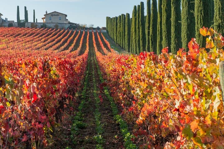 Umbria Wine and Olive Oil Tour with light lunch