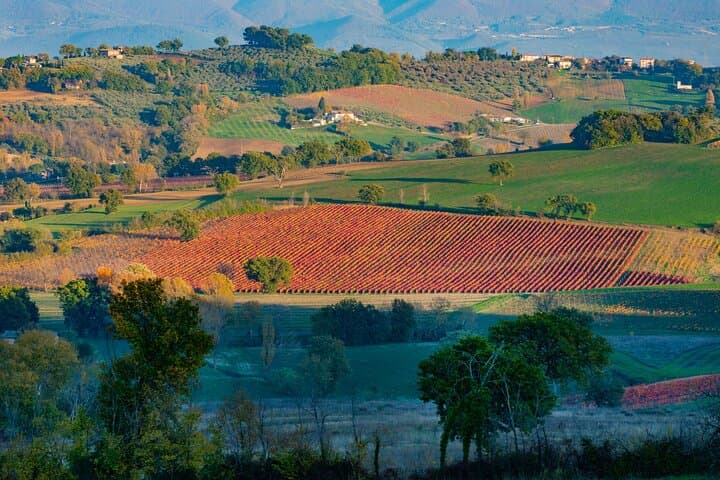 Umbria Wine and Olive Oil Tour with light lunch