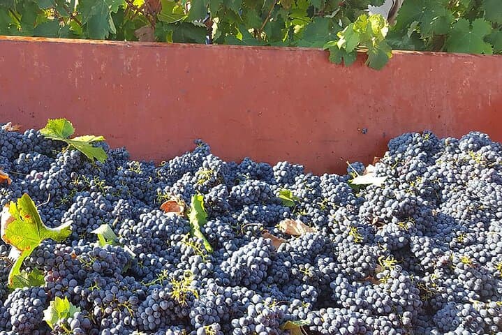 Grape