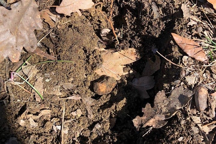 Truffle Hunting & Tasting in San Miniato Tuscany with Dogs