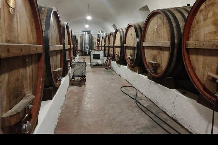 Vineyard Wine Tasting & soft lunch & transfer included