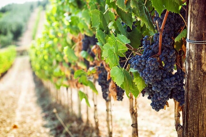 Private 12h Tour to Siena San Gimignano and Chianti from Florence
