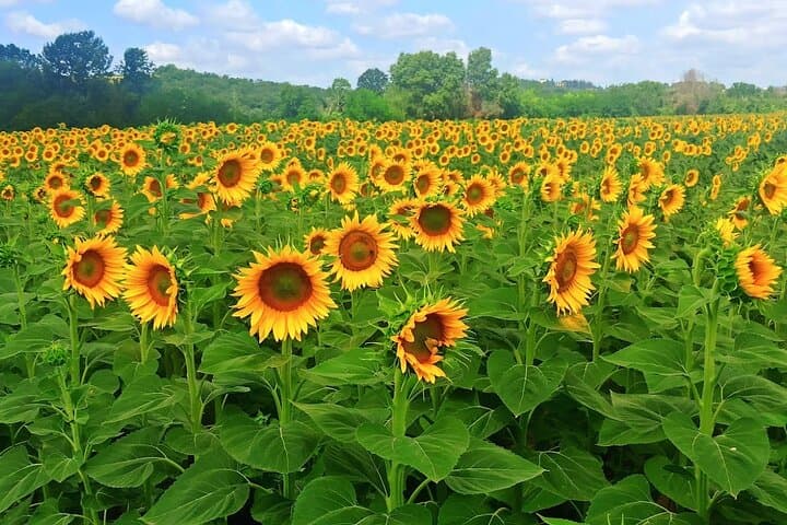 Original photo by Pek Tuscany in Limo