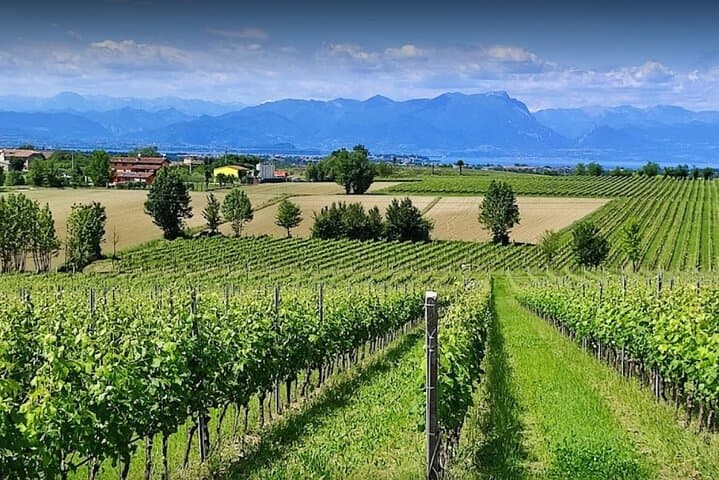 Vineyard Tour and Tasting of Lugana Wines