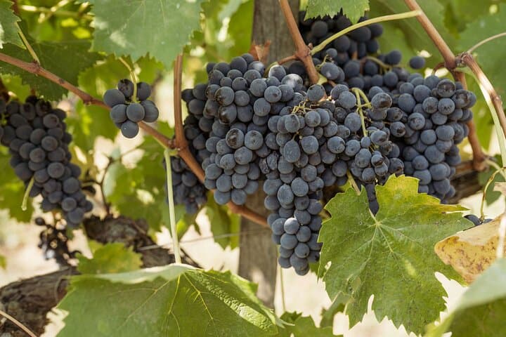5 Wine Tastings in San Gimignano