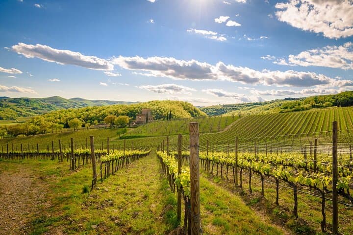 VINEYARD