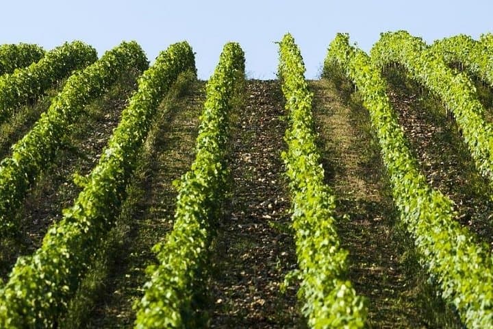 Chianti vineyard