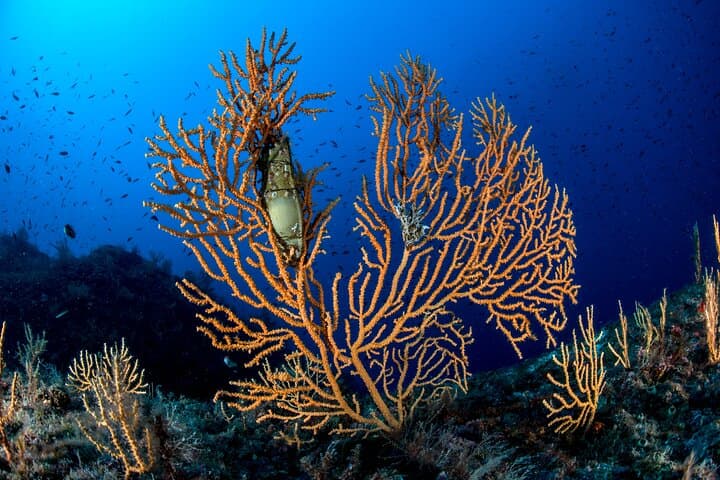 Sorrento 2 Tank Scuba Dive: Santa Croce Reef & Sorrento Bay