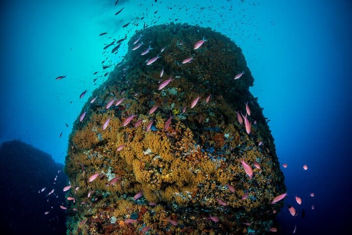 Sorrento 2 Tank Scuba Dive: Santa Croce Reef & Sorrento Bay