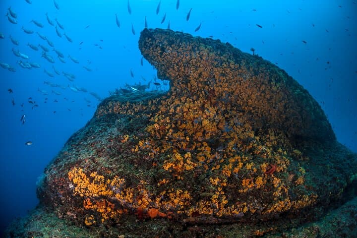 Sorrento 2 Tank Scuba Dive: Santa Croce Reef & Sorrento Bay