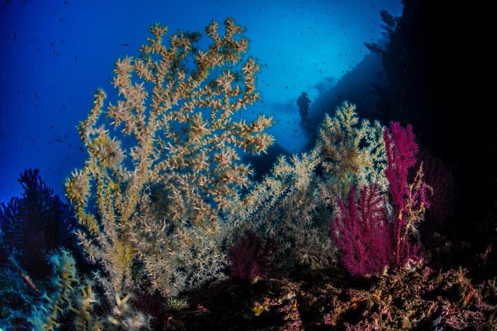 Sorrento 2 Tank Scuba Dive: Santa Croce Reef & Sorrento Bay