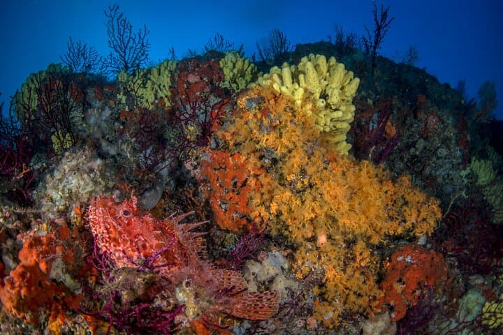 Sorrento 2 Tank Scuba Dive: Santa Croce Reef & Sorrento Bay