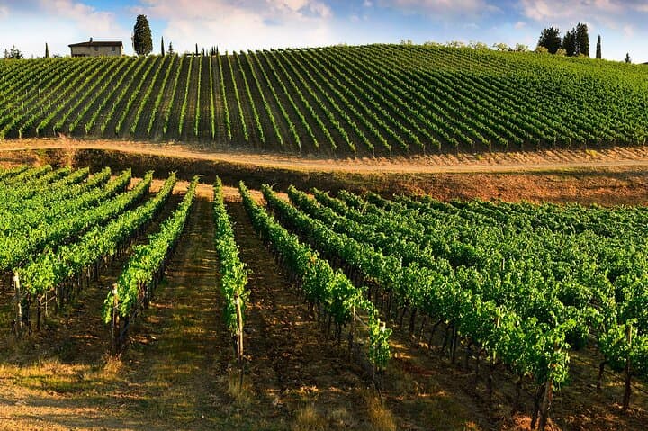 VINEYARD SANGIOVESE WINE