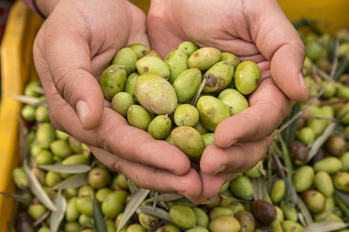 Olive Oil Tour Visit to the oil mill and olive oil tasting