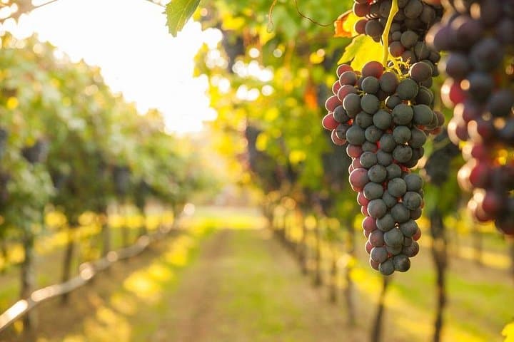 Wine Tasting: private tour from Rome