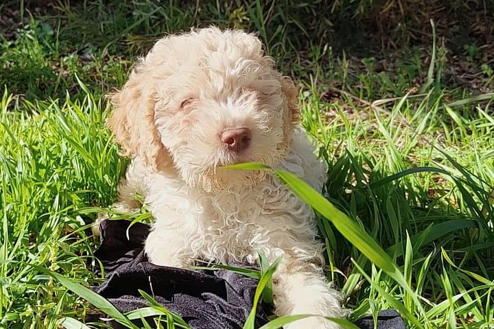 Truffle hunting in the Sicani mountains: a unique experience in Sicily